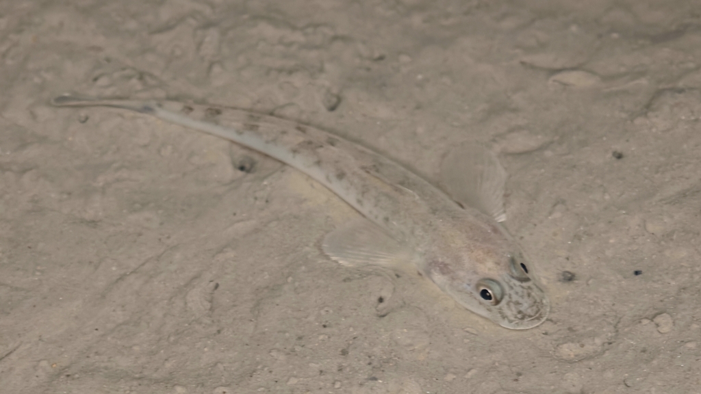 Javelin goby (Acanthogobius hasta) — Gobiidae