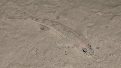 Speergrondel (Acanthogobius hasta) — Gobiidae