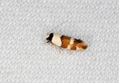 Euphiltra eroticella