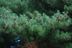 Pinus × hunnewellii