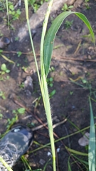Rottboellia cochinchinensis