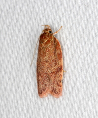 Syringoseca mimica