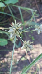 Cyperus elegans