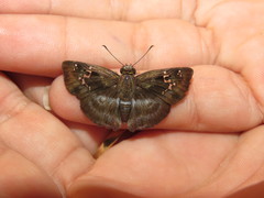Quadrus cerialis