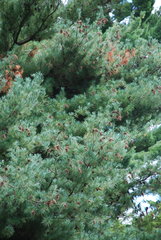 Pinus × hunnewellii