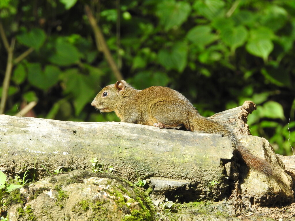 Orange-bellied Himalayan Squirrel