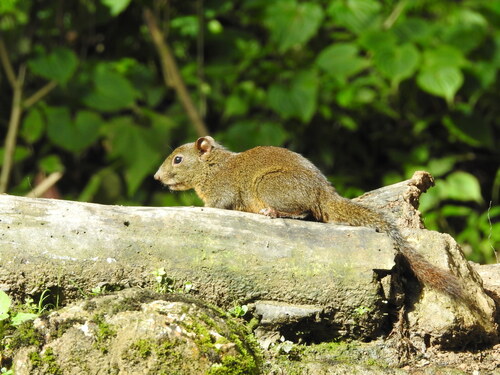 Orange-bellied Himalayan Squirrel