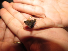 Quadrus cerialis