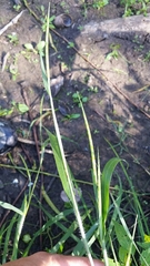 Rottboellia cochinchinensis