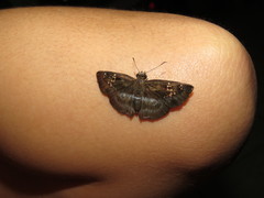 Quadrus cerialis