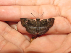 Quadrus cerialis