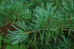 Pinus × hunnewellii