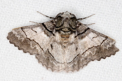 Hypobapta diffundens