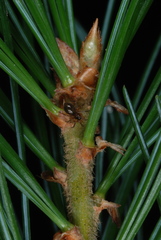 Pinus × hunnewellii