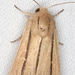 Dark-barred Wainscot - Photo (c) Victor W Fazio III, some rights reserved (CC BY-NC), uploaded by Victor W Fazio III