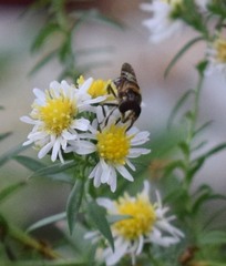 Copestylum tamaulipanum