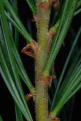 Pinus × hunnewellii