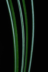 Pinus × hunnewellii