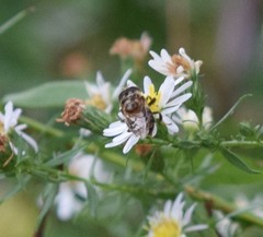 Copestylum tamaulipanum