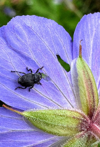 Meadow Cranesbill Weevil
