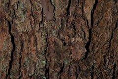 Pinus × hunnewellii
