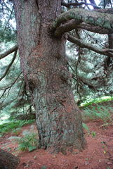 Pinus × hunnewellii