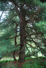 Pinus × hunnewellii