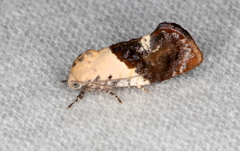 Hypertropha chlaenota