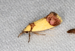 Crepidosceles timalphes