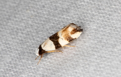 Zonopetala decisana