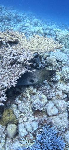 Giant Moray — seen at this dive site