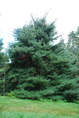 Pinus × hunnewellii