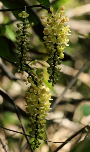 Robiquetia succisa, photograph 4