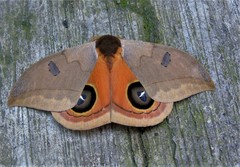 Automeris excreta