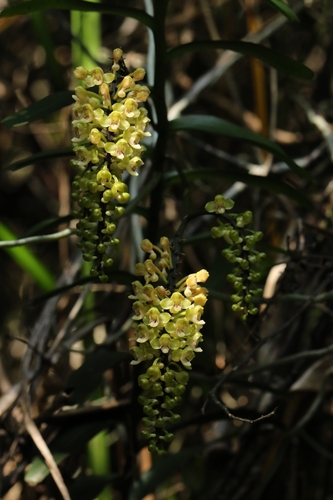 Robiquetia succisa, photograph 5