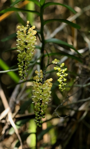 Robiquetia succisa, photograph 6