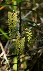 Robiquetia succisa, photograph author not stated, no rights reserved