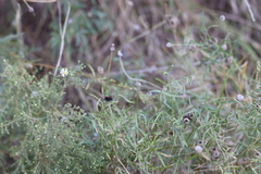 Phidippus cardinalis