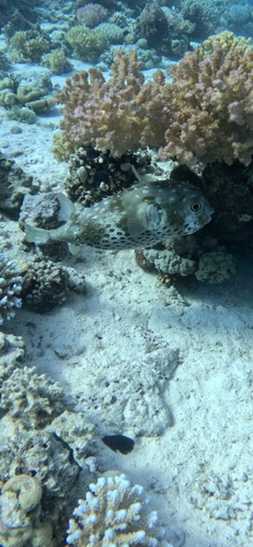 Spotbase Burrfish (Cyclichthys spilostylus)