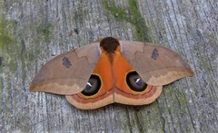 Automeris excreta