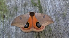 Automeris excreta