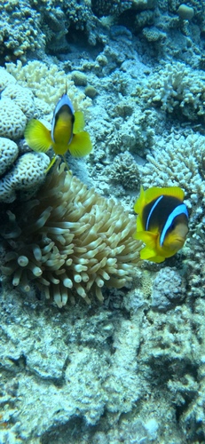 Red Sea Anemonefish — seen at this dive site