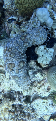 Graeffe's Sea Cucumber — seen at this dive site