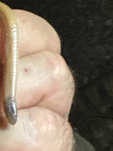 Plains Black-headed Snake