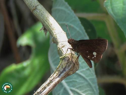 Sodalia dimassa