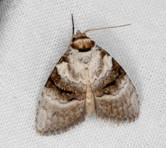 Acatapaustus metallopa