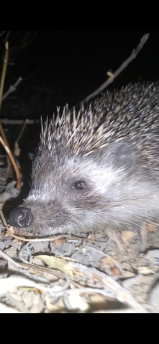 Southern White-breasted Hedgehog