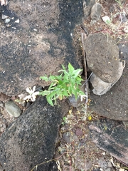 Carlowrightia arizonica