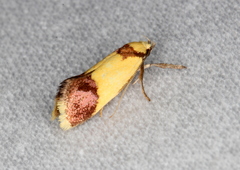 Crepidosceles timalphes