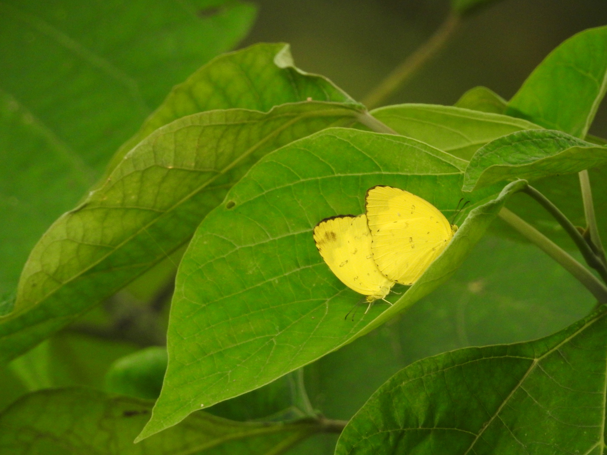 Common Grass Yellow